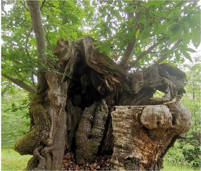CASTANHEIRO centenário na Castanheira da Serra é candidato a Árvore do ano 2022